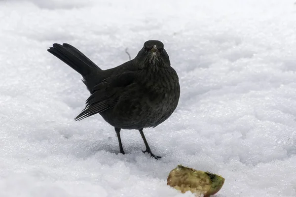 Kışın karda kadın siyah kuş — Stok fotoğraf