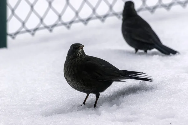 Vrouwelijke Merel in de sneeuw in de winter — Stockfoto