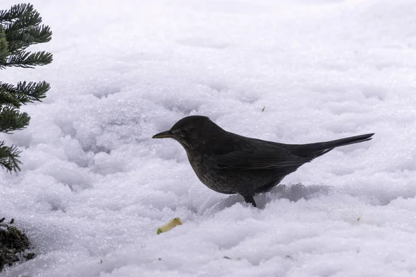 Kışın karda kadın siyah kuş — Stok fotoğraf