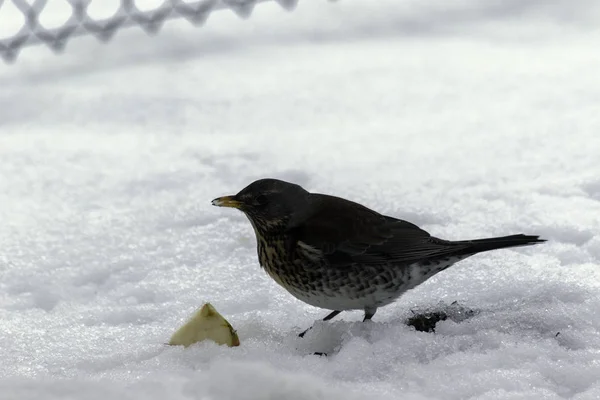 Weinig robin in de sneeuw op zoek naar voedsel — Stockfoto