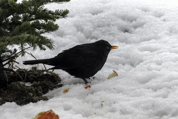 Vrouwelijke Merel in de sneeuw in de winter — Stockfoto