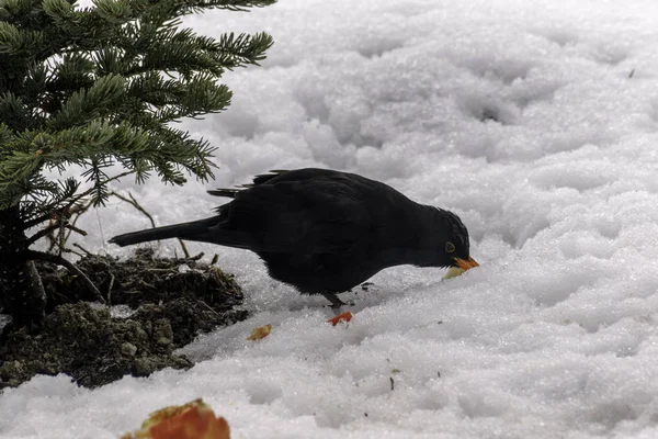 Vrouwelijke Merel in de sneeuw in de winter — Stockfoto