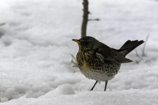 Yiyecek aramaya karda küçük robin — Stok fotoğraf