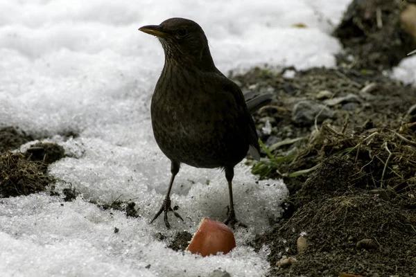 Vrouwelijke Merel in de sneeuw in de winter — Stockfoto