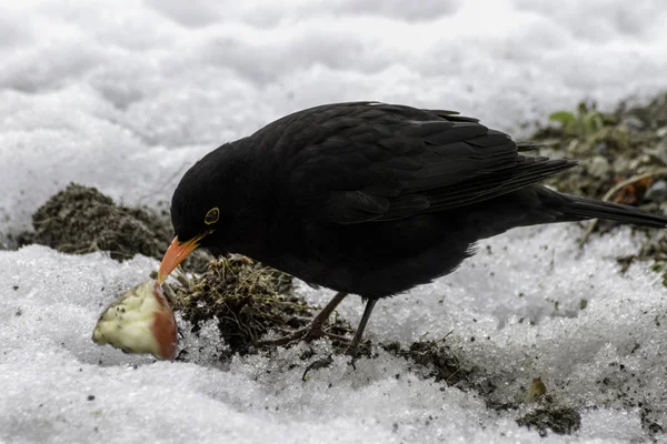 Vrouwelijke Merel in de sneeuw in de winter — Stockfoto