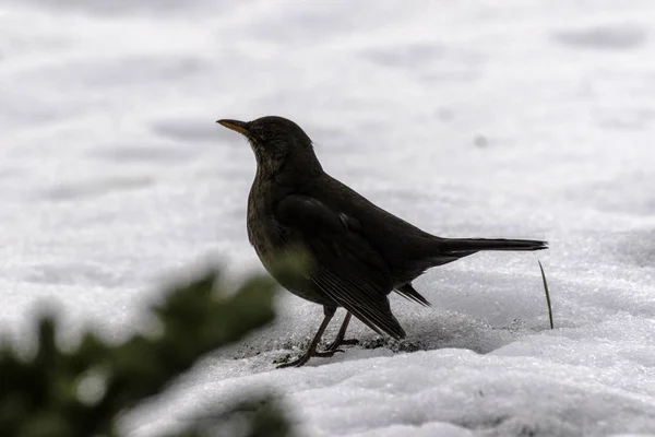 Vrouwelijke Merel in de sneeuw in de winter — Stockfoto