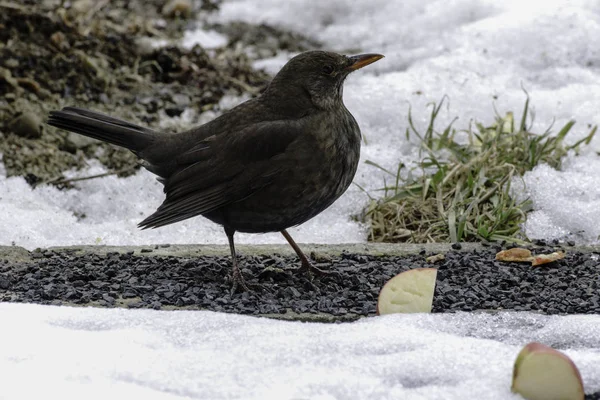 Vrouwelijke Merel in de sneeuw in de winter — Stockfoto