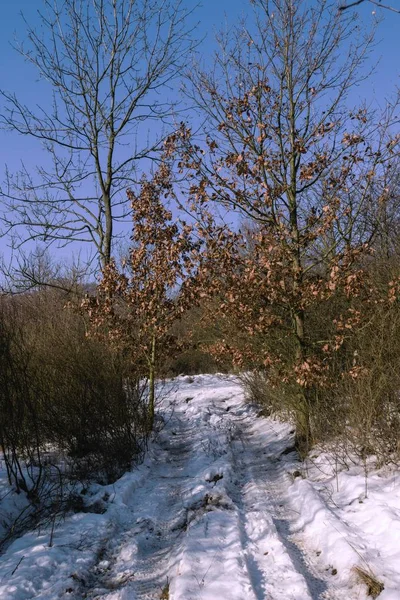 Paisaje nevado y bosque en invierno — Foto de Stock