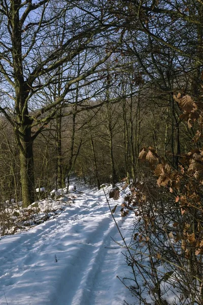 雪の風景と冬の森 — ストック写真