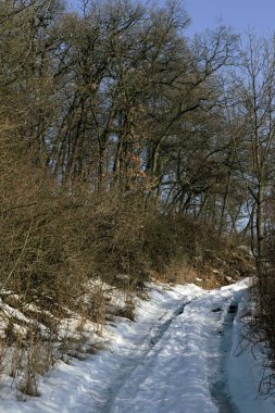 karlı manzara ve kışın orman