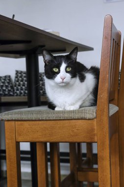 sevgi dolu kedi bir kafede dinlenme