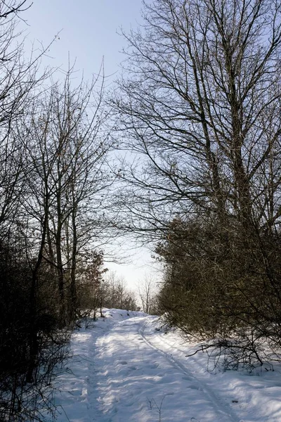 冬天的雪景和森林 — 图库照片