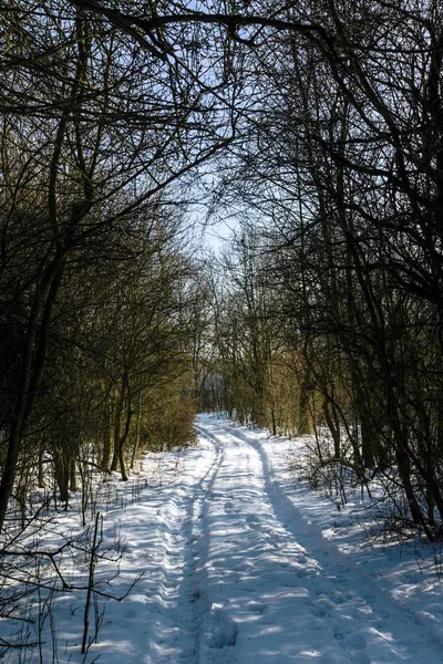 冬天的雪景和森林 — 图库照片
