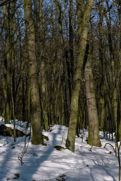 Snöiga landskap och skog i vinter — Stockfoto