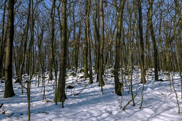 Besneeuwde landschap en bos in de winter — Stockfoto