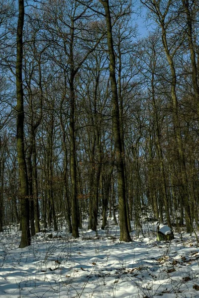 Snowy landscape and forest in winter — Stock Photo, Image