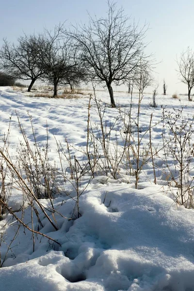 Paesaggio innevato e foresta in inverno — Foto Stock