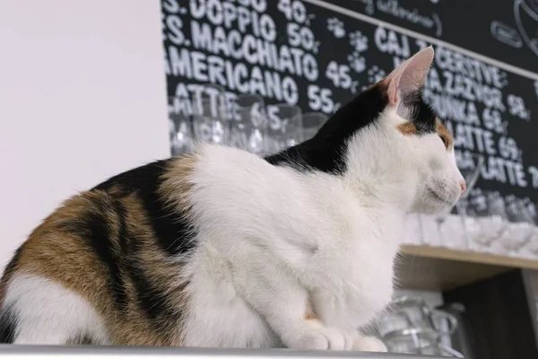 Chat aimant se reposant dans un café — Photo