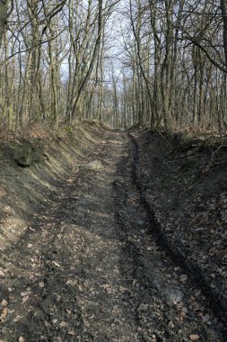bahar manzara mavi gökyüzü altında