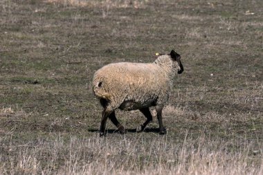 Genç koyun bir çayırda baharda otlatmak.