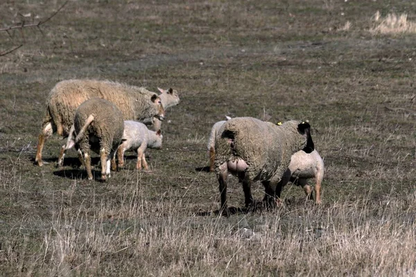Fiatal Juhok legelnek egy réten, tavasszal — Stock Fotó