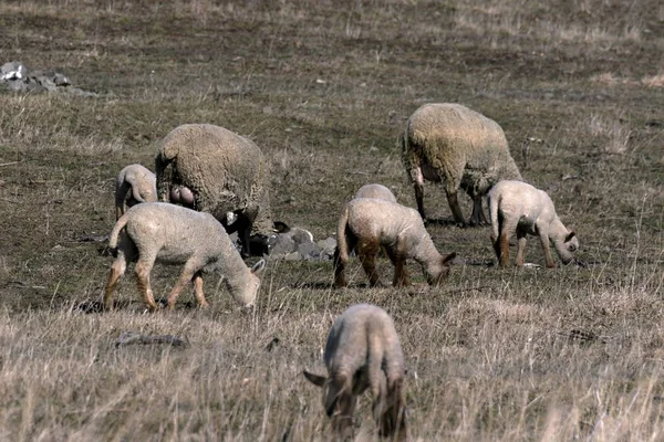春の草原で若い羊の放牧 — ストック写真