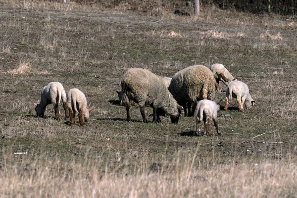 Le pecore giovani pascolano in un prato in primavera — Foto Stock