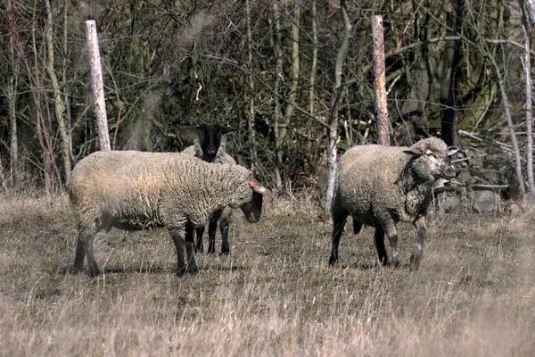 Młode owce pasą się w łące wiosną — Zdjęcie stockowe