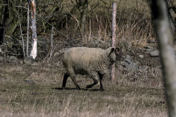 Jonge schapen grazen in de wei in het voorjaar — Stockfoto