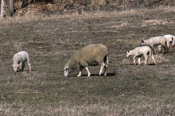 Молоді вівці пасуться на лузі навесні — стокове фото