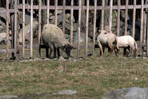 春の草原で若い羊の放牧 — ストック写真