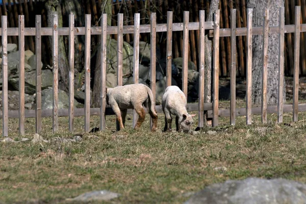 Jovens ovelhas pastam em um prado na primavera — Fotografia de Stock