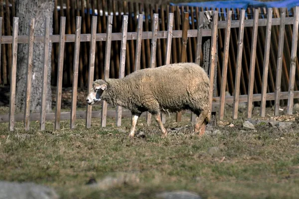 Νέοι πρόβατα βόσκουν σε ένα λιβάδι την άνοιξη — Φωτογραφία Αρχείου