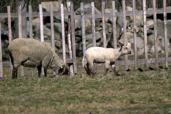 Le pecore giovani pascolano in un prato in primavera — Foto Stock