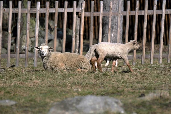 Le pecore giovani pascolano in un prato in primavera — Foto Stock