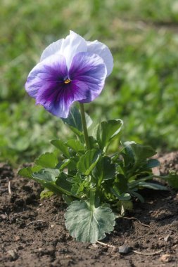 bir kaya üzerinde güzel çiçekli bitki