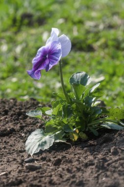 bir kaya üzerinde güzel çiçekli bitki