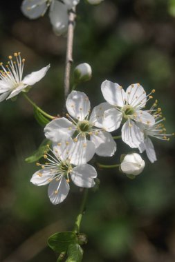 Baharda güzel çiçekli kiraz ağacı