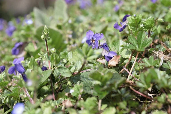 Bella pianta da fiore Viola odorata — Foto Stock