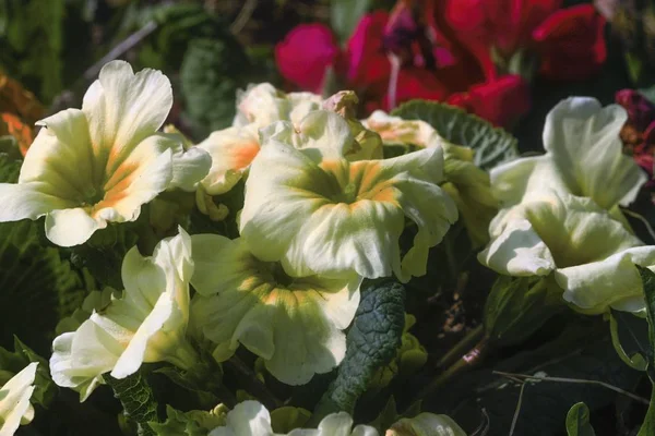 Bela planta com flores em uma rocha — Fotografia de Stock