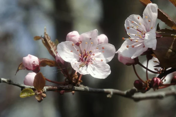 Bel arbre à fleurs au printemps — Photo