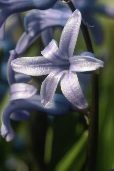 Nádherná kvetoucí rostlina na skále — Stock fotografie