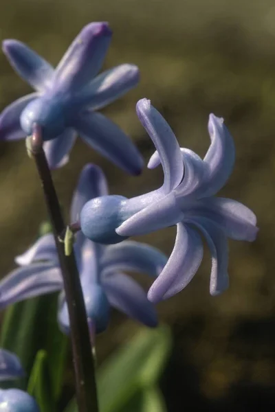 Mooie bloeiende plant op een rots — Stockfoto