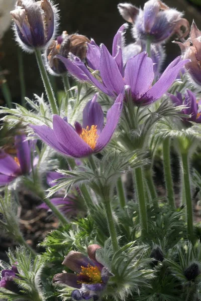 Vacker blommande växt Pulsatilla Grandis — Stockfoto