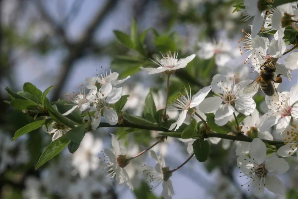 Bela árvore de cereja florido na primavera — Fotografia de Stock