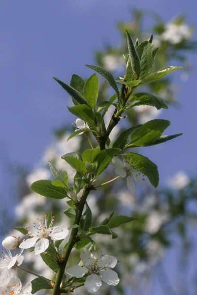 Vackra blommande körsbärs träd på våren — Stockfoto