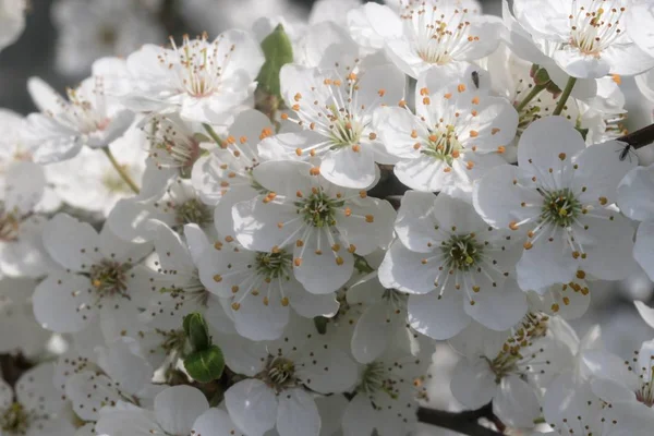 Magnifique cerisier à fleurs au printemps — Photo