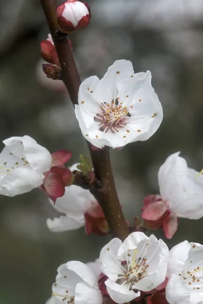 Beautiful flowering tree in spring — Stock Photo, Image