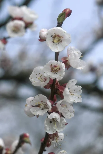 Bel arbre à fleurs au printemps — Photo