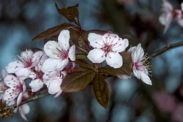 Árvore florescente no jardim de primavera — Fotografia de Stock